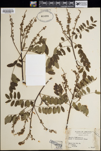 Amorpha fruticosa image