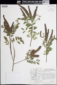 Amorpha fruticosa image