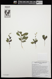 Senecio mohavensis image