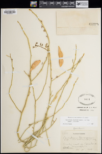 Parkinsonia florida image