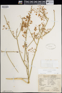 Parkinsonia microphylla image