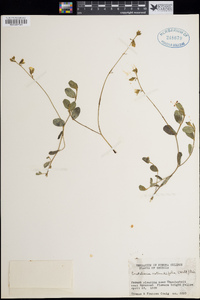 Crotalaria rotundifolia image