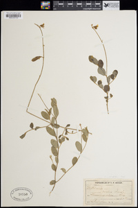 Crotalaria rotundifolia image