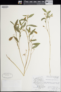 Crotalaria sagittalis image