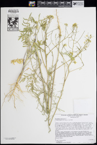 Sisymbrium altissimum image