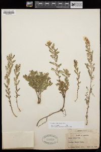 Dalea albiflora image