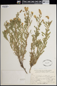 Dalea albiflora image