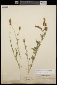 Dalea candida var. oligophylla image