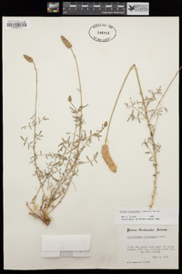 Dalea flavescens image