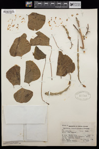 Erythrina flabelliformis image