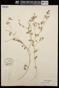 Dalea lanata var. lanata image