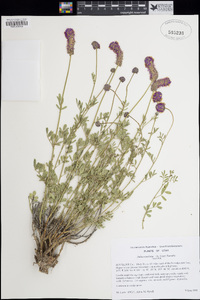 Dalea searlsiae image