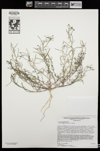 Camissonia pusilla image