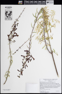 Keckiella ternata subsp. ternata image