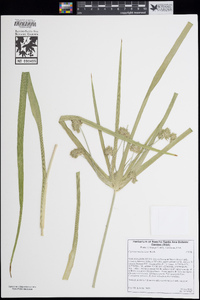 Cyperus involucratus image