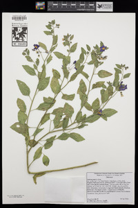 Solanum xanti image