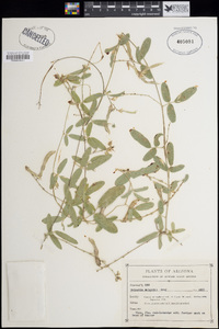 Galactia wrightii image