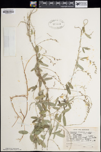 Galactia wrightii image