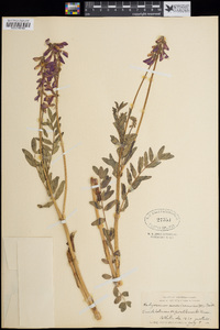 Hedysarum americanum image