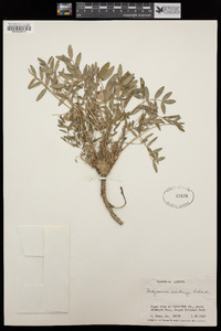 Hedysarum boreale subsp. mackenziei image