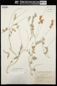 Hedysarum nitidum image