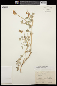 Hedysarum nitidum image