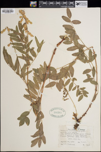 Hedysarum sulphurescens image