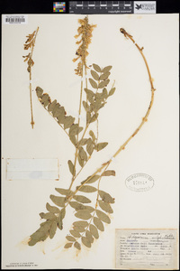 Hedysarum philoscia image