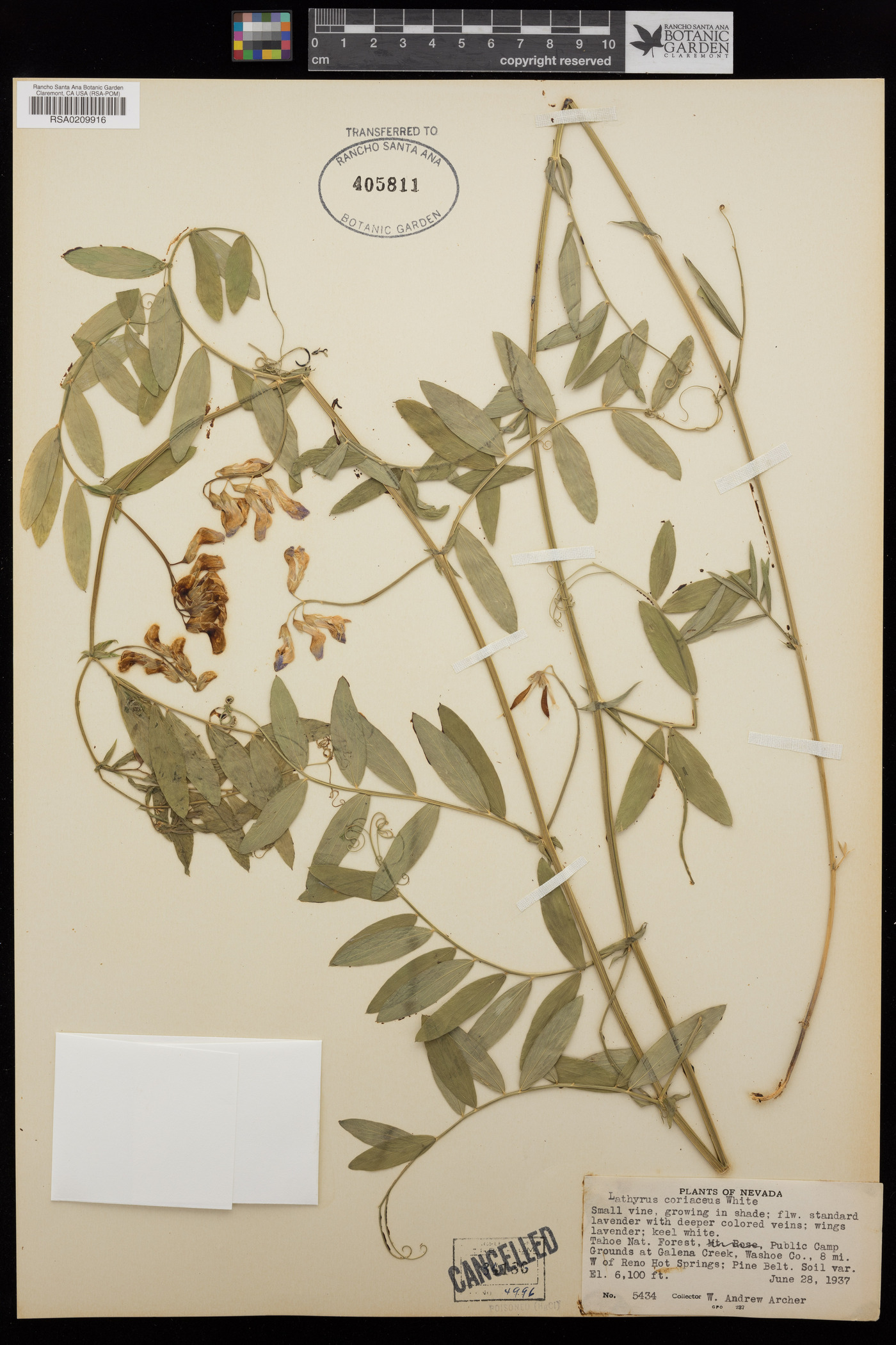 Lathyrus coriaceus image