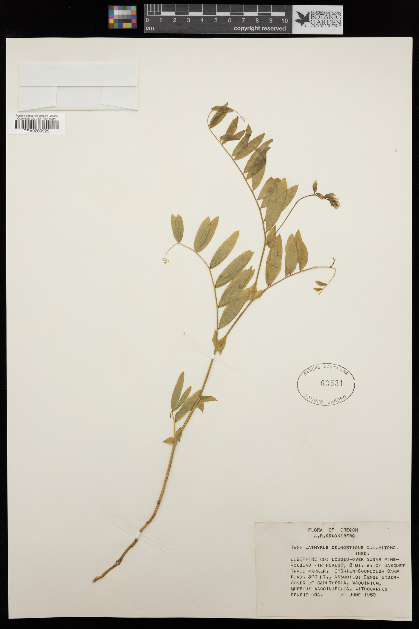 Lathyrus delnorticus image