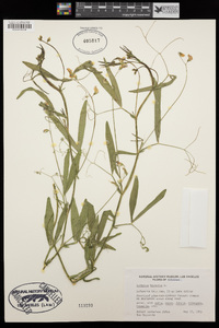 Lathyrus hirsutus image