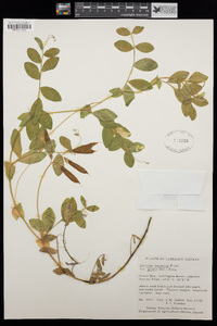 Lathyrus japonicus image