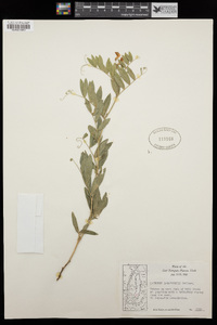 Lathyrus lanszwertii image