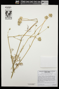 Gilia capitata subsp. abrotanifolia image