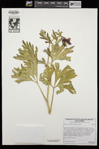 Paeonia californica image