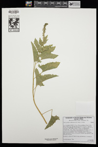 Chenopodium californicum image