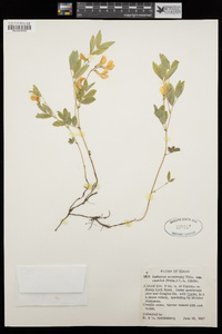 Lathyrus nevadensis subsp. cusickii image