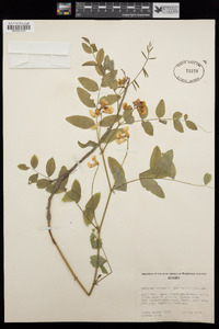 Lathyrus nevadensis subsp. lanceolatus image