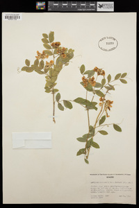 Lathyrus nevadensis image