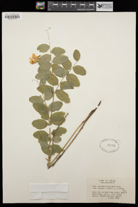 Lathyrus nevadensis subsp. cusickii image