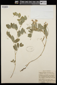 Lathyrus nevadensis var. nuttallii image