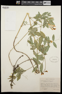 Lathyrus nevadensis var. puniceus image