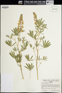 Lupinus andersonii image