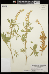 Lupinus arbustus image