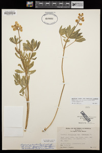 Lupinus arbustus image