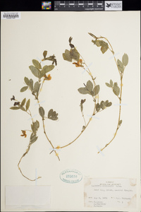 Lathyrus nuttallii image