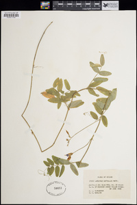 Lathyrus nuttallii image