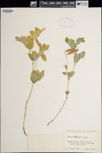 Lathyrus nevadensis image