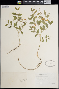 Lathyrus nuttallii image