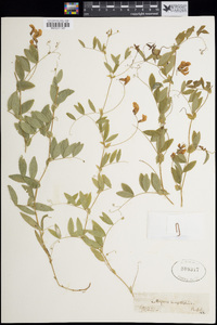 Lathyrus myrtifolius image